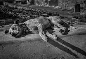Kostenloses Foto graustufenaufnahme eines müden obdachlosen niedlichen hundes, der am nachmittag auf der straße schläft