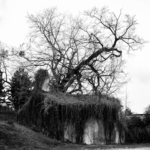 Graustufenaufnahme eines verlassenen Hauses mit einem toten Baum daneben