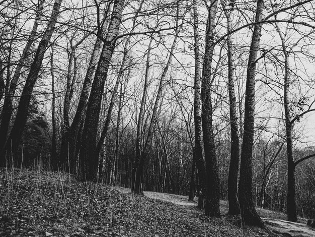 Graustufenaufnahme eines Waldes voller kahler Bäume im Herbst