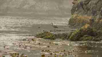 Kostenloses Foto great blue heron steht morgens allein an einer strandlinie