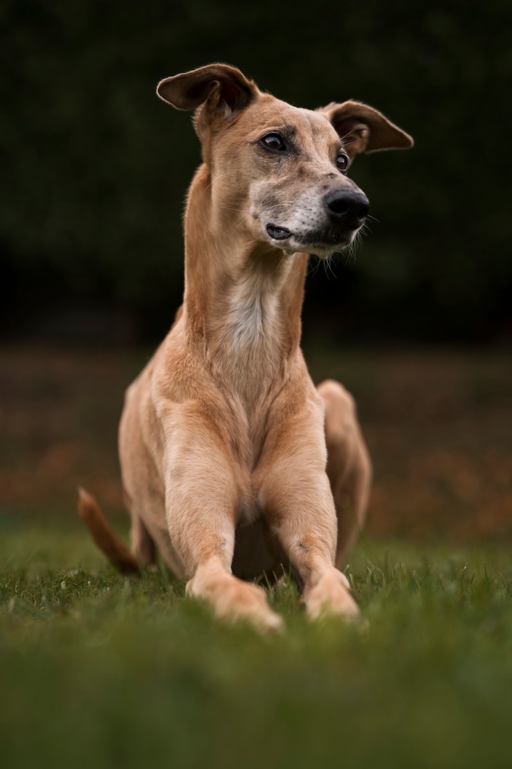 Kostenlose Foto greyhound-hund mit verschwommenem hintergrund, voller schuss