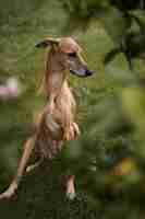 Kostenloses Foto greyhound-hund mit verschwommenem hintergrund, voller schuss