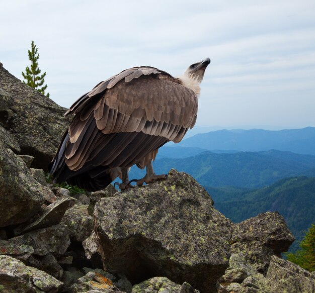 Griffon Geier in Wildheit