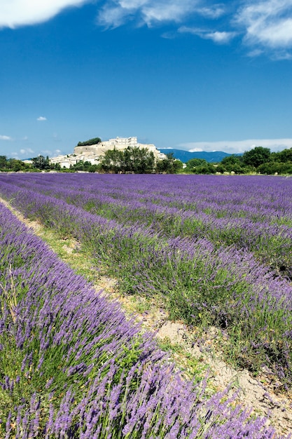 Grignan Stadt mit Lavendelfeld im Sommer