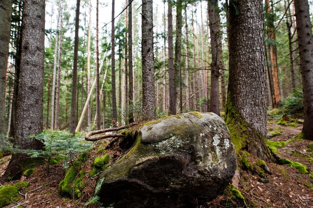Große Felsensteine im feuchten Wald in den Karpaten