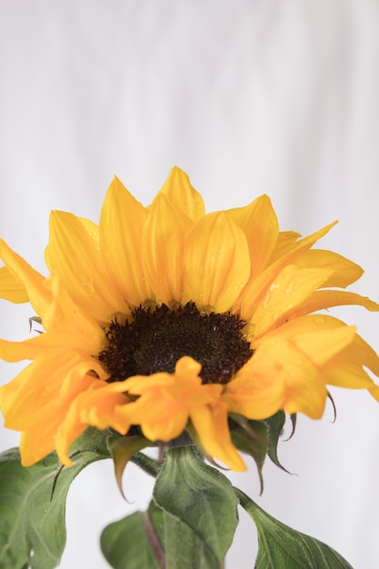 Kostenloses Foto große gelbe blume mit grünen blättern