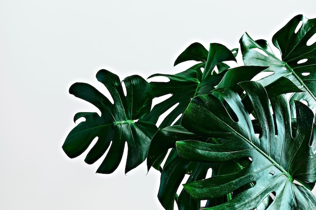 Große grüne Blätter tropischer Monstera auf hellgrauem Hintergrund mit Kopierbereich Nahaufnahme selektiver Fokus Inneneinrichtung im skandinavischen Stil