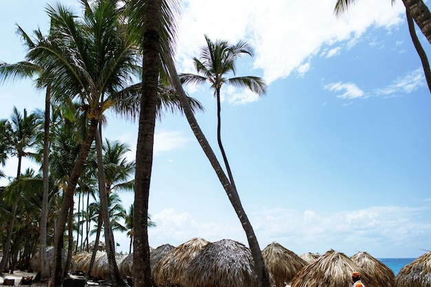 Große grüne Palmen steigen zum blauen Sommerhimmel am Strand