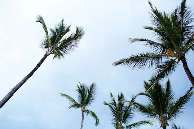 Kostenloses Foto große grüne palmen steigen zum blauen sommerhimmel am strand