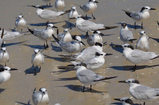 Große Gruppe Brandseeschwalbe Vögel versammelten sich an einem Strand.