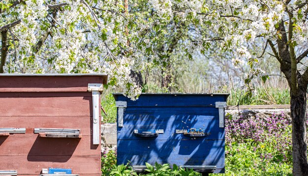 Große Holzbeuten mit Bienen im Frühlingsgarten