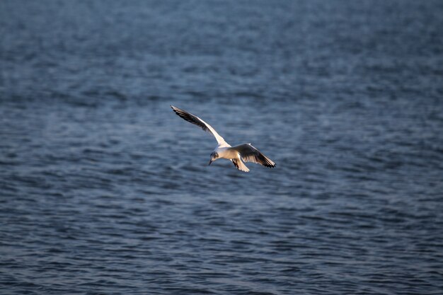 Große Möwe fliegt tagsüber über das Meer