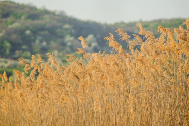 Große Vegetation in braunen Tönen