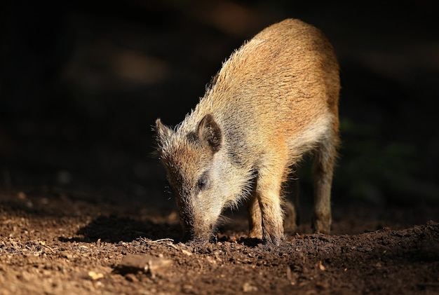 Große Wildschweinfamilie im Naturlebensraum in Tschechien