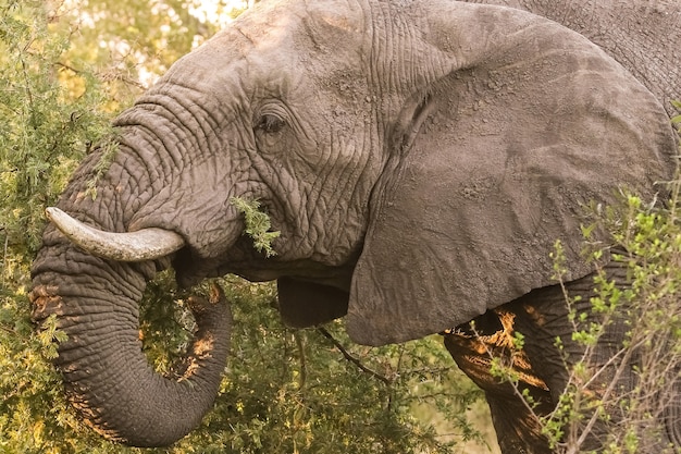 Großer afrikanischer Elefant in einem südafrikanischen Reservat bei Tageslicht