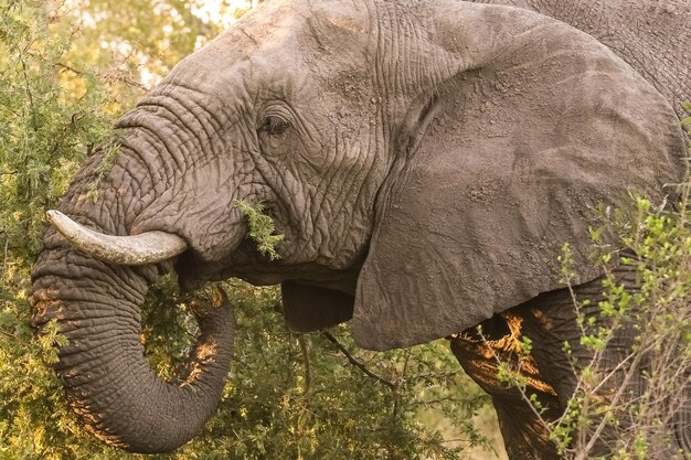 Großer afrikanischer Elefant in einem südafrikanischen Reservat bei Tageslicht