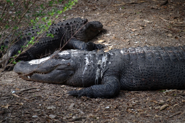 Großer amerikanischer Alligator bedeckt mit Vogelkot
