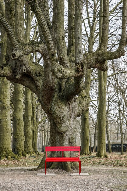 Großer Baum hinter einer roten Bank