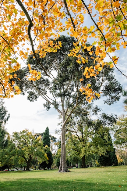 großer Baum und Herbstblatt
