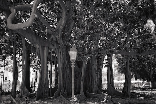 Kostenloses Foto großer baumstamm