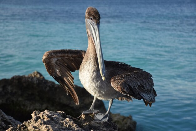 Großer brauner Pelikan, der auf einem Felsen in Aruba aufwirft.