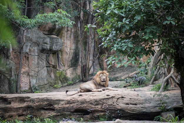 Großer Löwe, der auf dem Stein beim Tagesstillstehen liegt. Tiere Konzept.