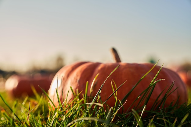 Kostenloses Foto großer orangefarbener kürbis, der sich im grünen gras im kürbisfeld im freien versteckt