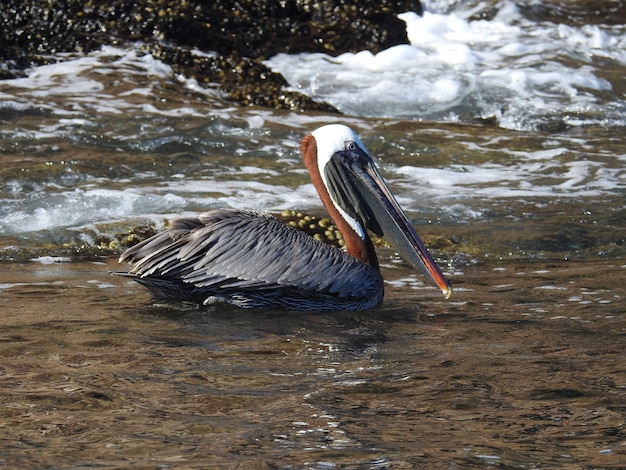 Kostenloses Foto großer pelikan im wasser auf den galapagos-inseln