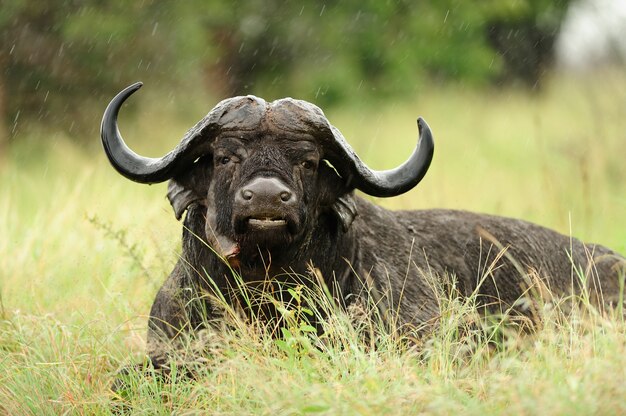 Großer schwarzer Büffel, der auf dem grasbedeckten Feld unter dem Regen ruht
