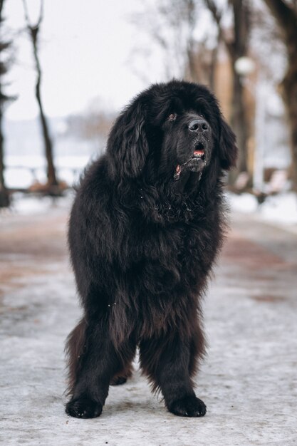 Großer schwarzer Hund draußen im Park