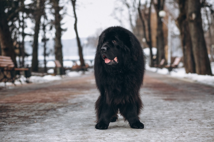 Kostenlose Foto großer schwarzer hund draußen im park