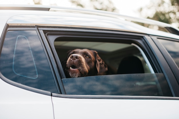 Großer schwarzer Hund im Auto