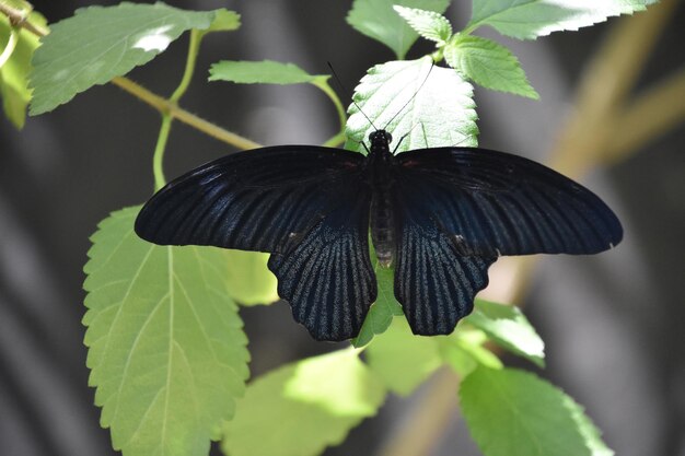 Großer schwarzer Schmetterling mit ausgebreiteten Flügeln auf einem Blatt