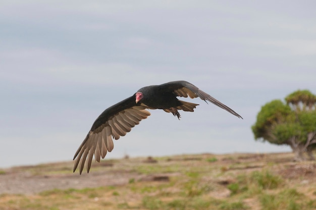 Großer Vogel fliegt über die Wiese