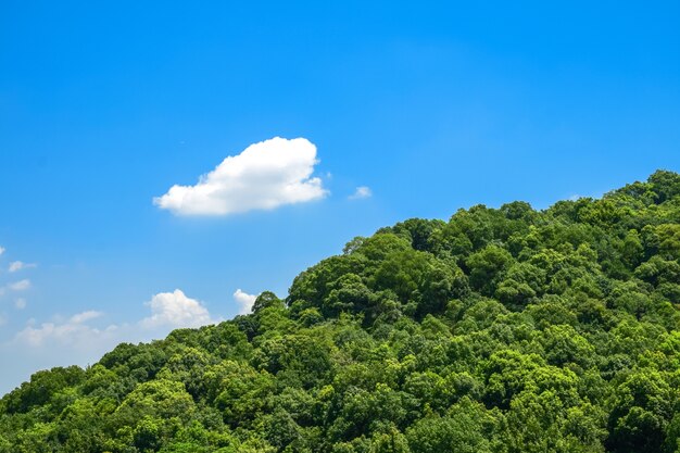 Großer Wald mit einer Wolke