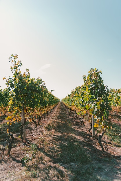 Großer Weinberg unter dem schönen hellen Himmel an einem sonnigen Tag