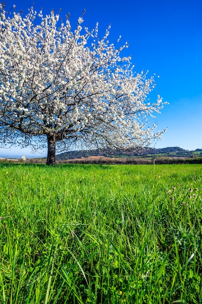 Großer weißer blühender Baum im Frühjahr.