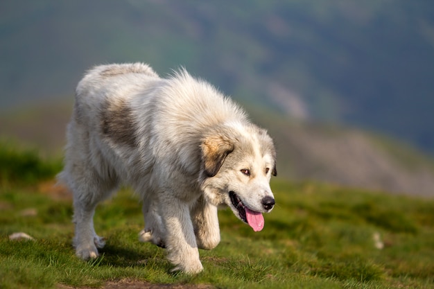 Junger gutaussehender mann, der mit huskys hund in der schlucht nahe