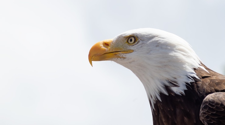 Kostenlose Foto großer weißkopfseeadler mit transparenten augen