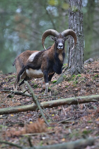 Großes europäisches Mufflon im wilden Waldtier im Naturlebensraum Tschechien