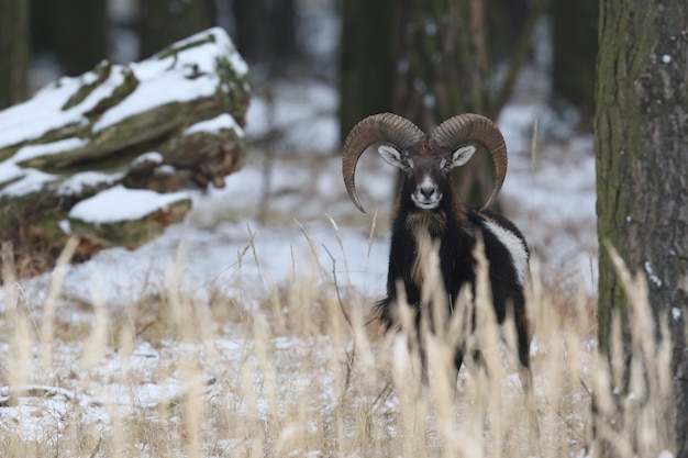 Kostenloses Foto großes europäisches mufflon im wilden waldtier im naturlebensraum tschechien