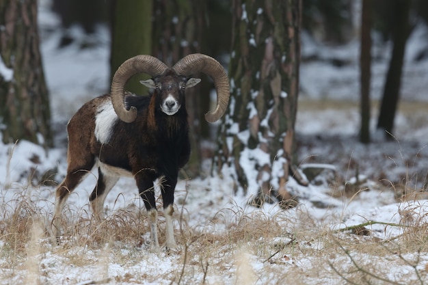 Großes europäisches Mufflon im wilden Waldtier im Naturlebensraum Tschechien