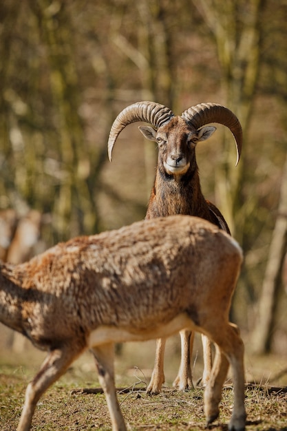 Großes europäisches Mufflon im wilden Waldtier im Naturlebensraum Tschechien