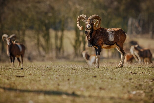 Großes europäisches Mufflon im wilden Waldtier im Naturlebensraum Tschechien