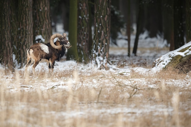 Großes europäisches Mufflon im wilden Waldtier im Naturlebensraum Tschechien