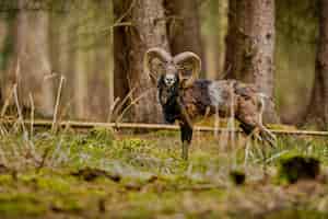 Kostenloses Foto großes europäisches mufflon im wilden waldtier im naturlebensraum tschechien