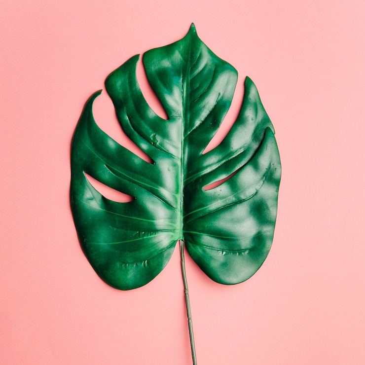 Kostenlose Foto großes glänzendes blatt