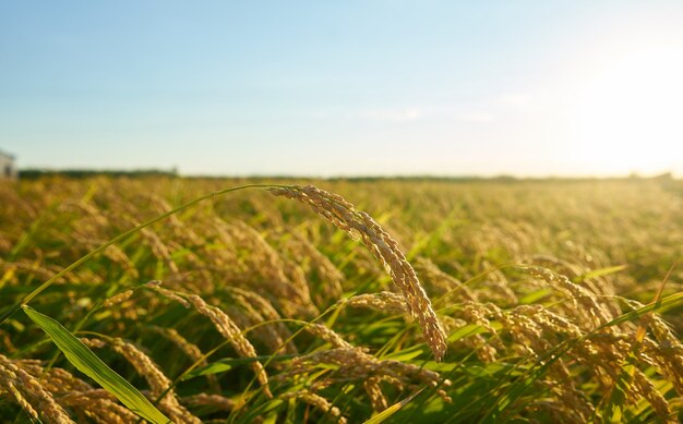 Großes grünes Reisfeld mit grünen Reispflanzen in Reihen bei Sonnenuntergang