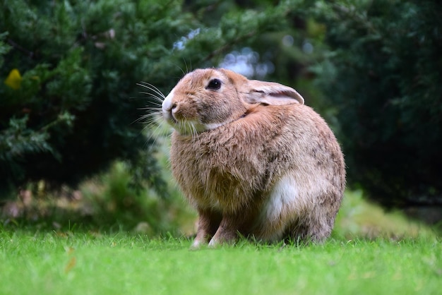 Großes kaninchen der nahaufnahme, das auf grünem gras im park sitzt
