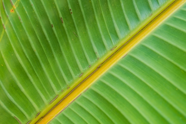 großes schönes nasses grünes Blatt - perfekter natürlicher Hintergrund